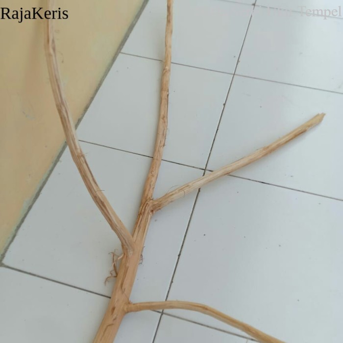 Termurah ranting kayu jati cabang 150 cm - ranting kayu macrame FXN27