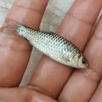 

wader cakul (bergaransi)