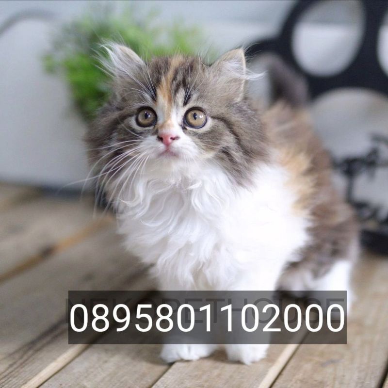 persia medium long hair marbel calico, anak kucing anggora, kitten