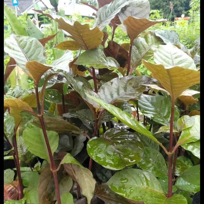 Baru Bibit Daun Handeuleum Obat Wasir Ambeyen Daun Ungu