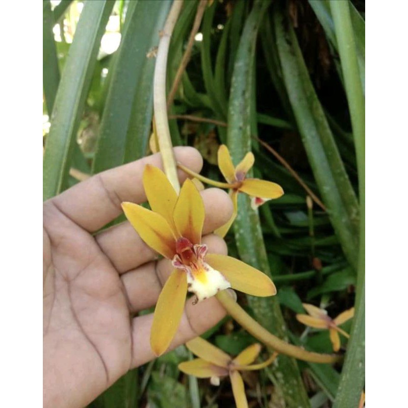 Bibit anggrek cymbidium finlaysonianum / cymbidium kuning