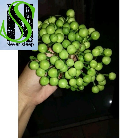 

Promo Rimbang Tekokak sayur lalapan segar 500 gram