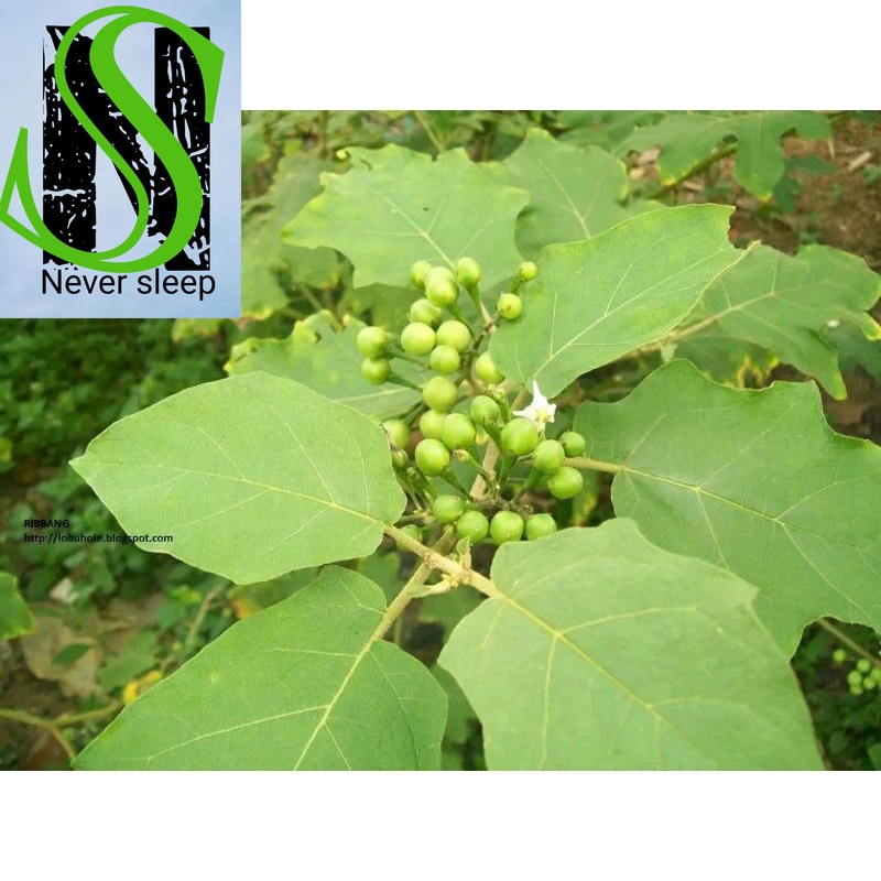 

Tekokak Rimbang muda 250 gram