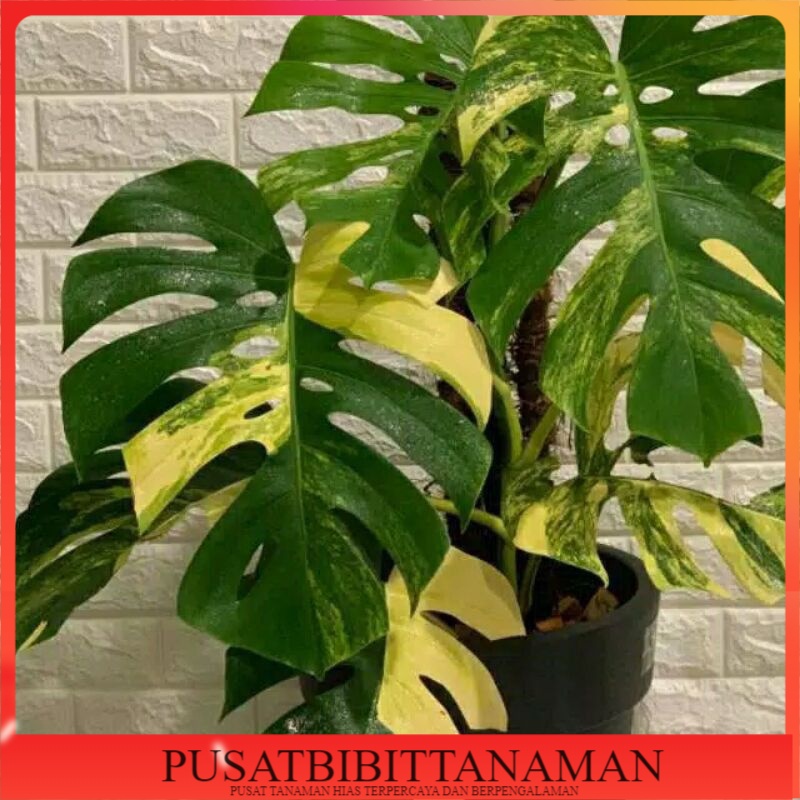 bonggol Monstera king varigata gold original