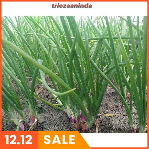 Pupuk Pembesar Umbi Bawang Merah, Pupuk Bawang Anti Layu Moler