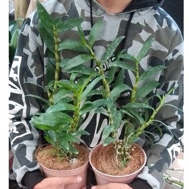 anggrek dendrobium nobile dewasa