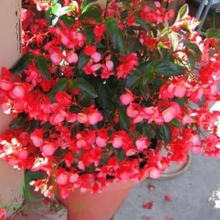 Tanaman Hias Begonia Merah