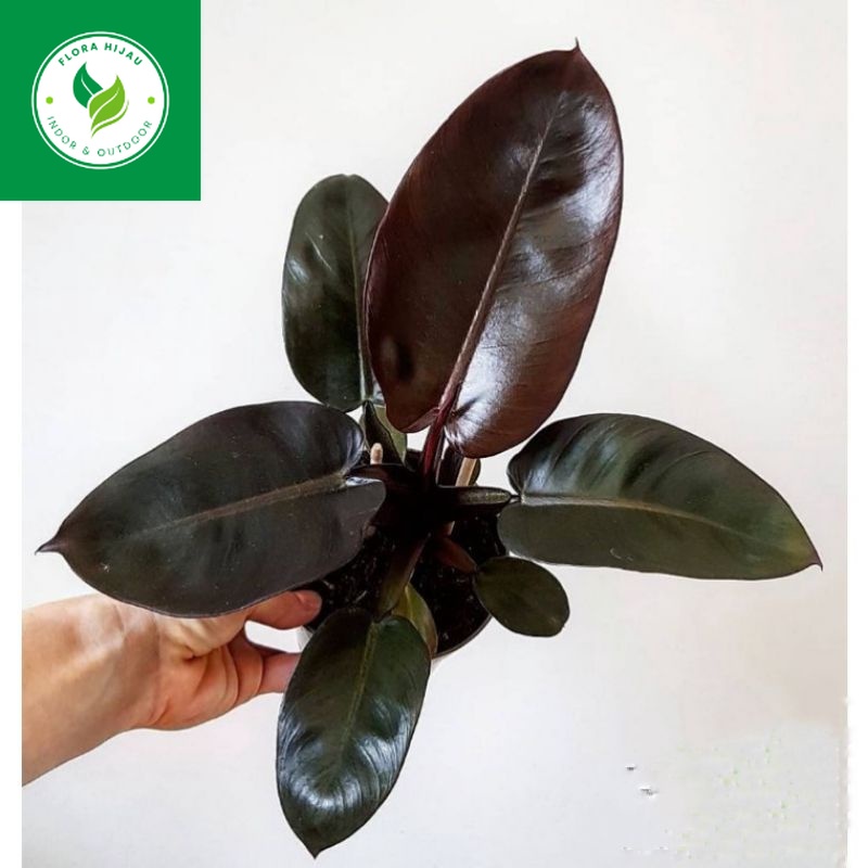 ~ ( BISA COD ) PROMO Tanaman Hias Philo Black Cardinal Asli / Bunga Hias Philodendroon Black Kardina