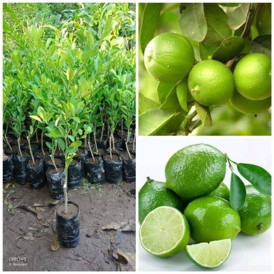 Bibit Tanaman Buah Jeruk Nipis Asli, Pohon Jeruk Nipis Unggul