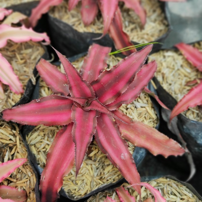 Tanaman Hias Cryptanthus - Merah