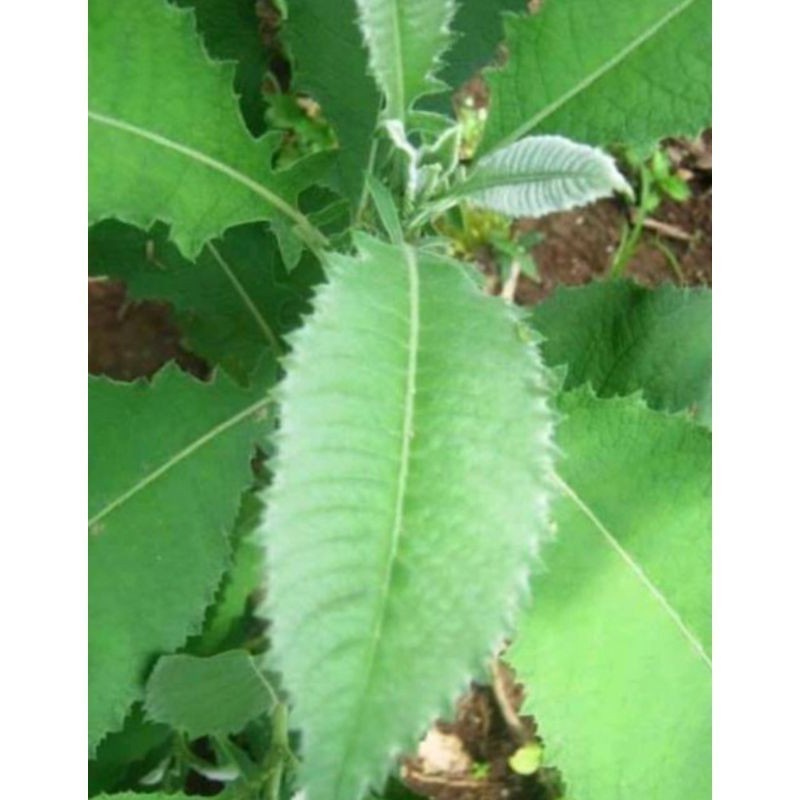 

Promo Daun sembung segar- Daun sembung fress 100gram COD (Reungit Geulis)