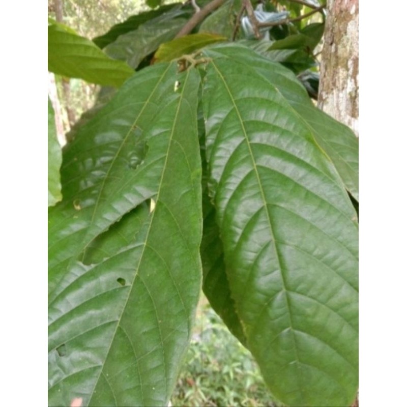 

daun kakao/ daun coklat segar 30 lembar