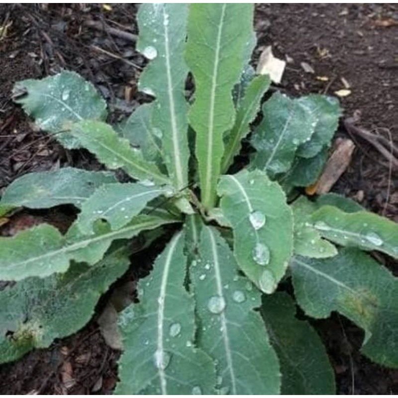 

New Promo Daun tempuyung segar 500 gram fresh premium
