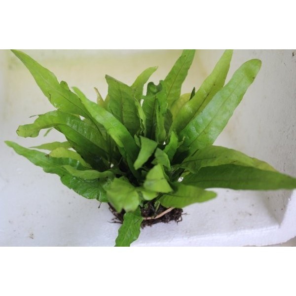 kadaka java fern
