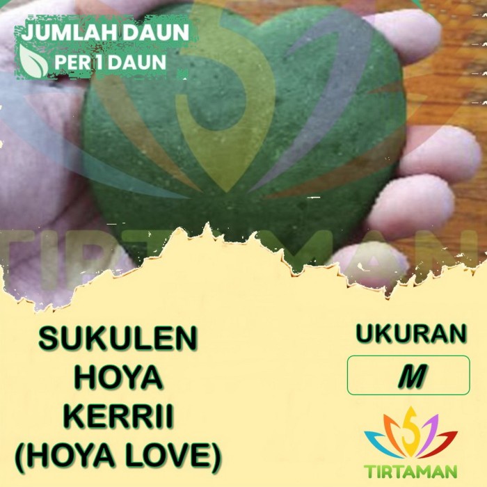 Sukulen Hoya Kerrii  Kaktus Hoya Love
