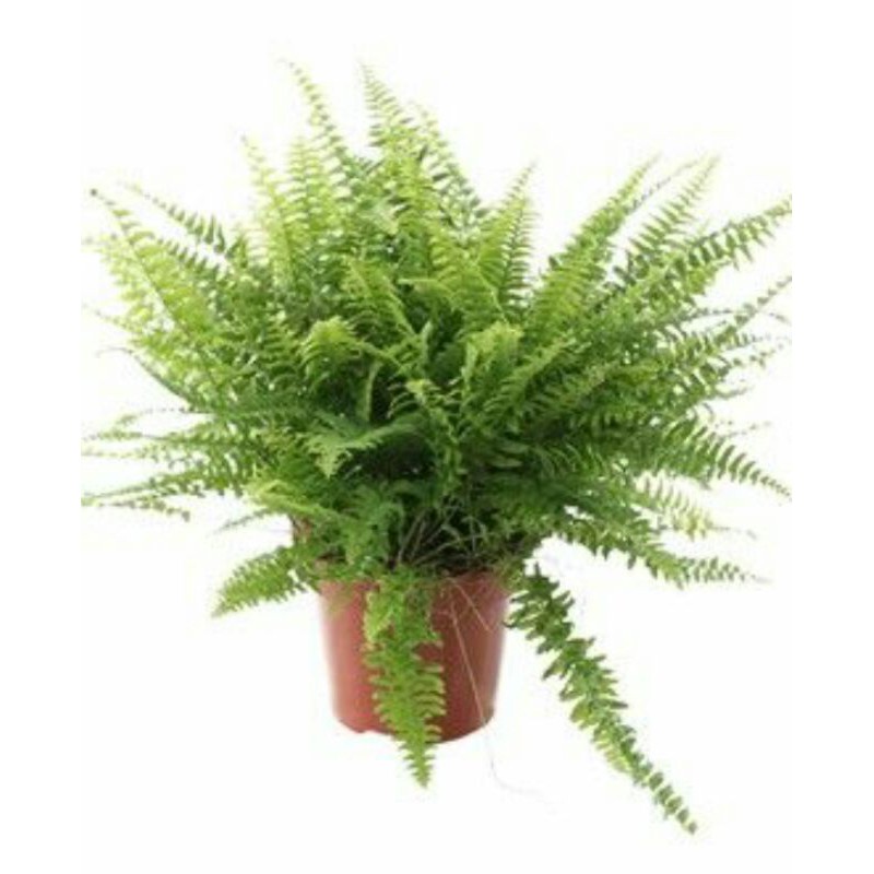 tanaman hias hidup pakis boston