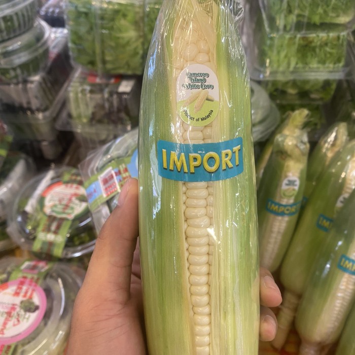 

Cameron island white corn | jagung susu | jagung putih susu impor /pcs