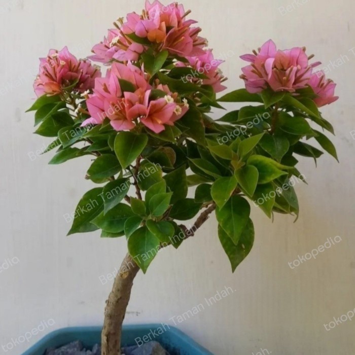 Tanaman Hias Bunga Bougenville Singapore Peach - Bunga Bougenville