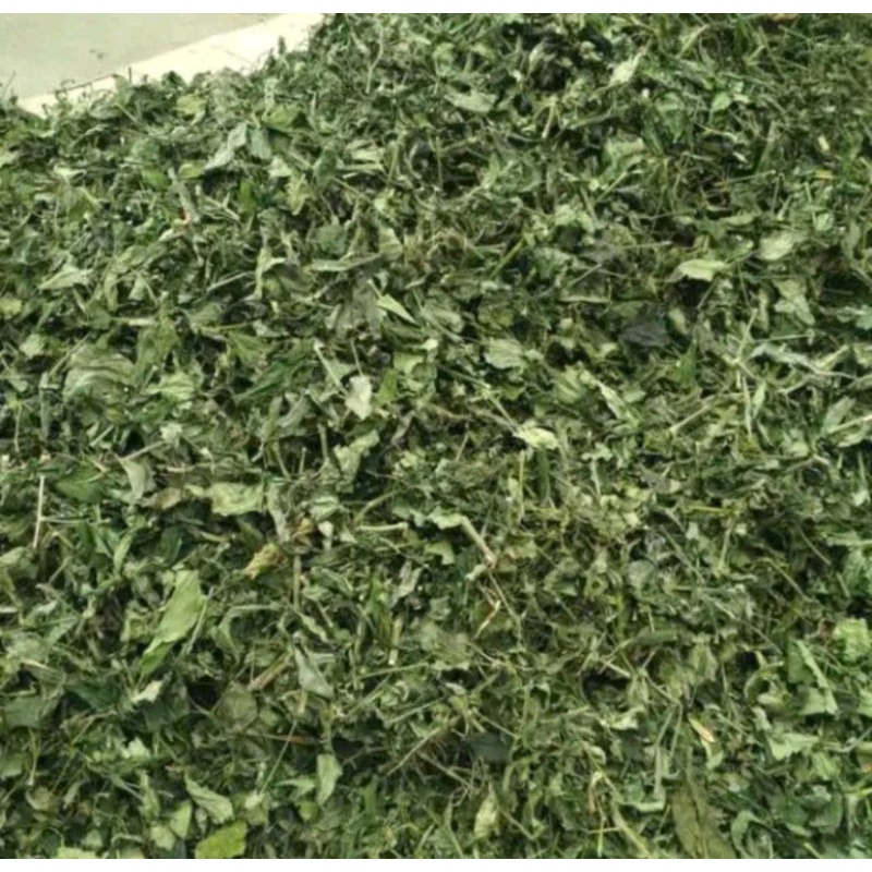 

Promo Daun sambiloto kering murni paitan herbal 50grm