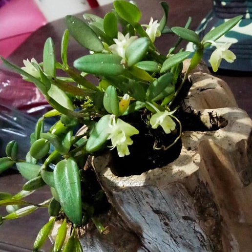 bisa cod Anggrek dendrobium pachiphyllum - anggrek dendrobium mini - anggrek micro .
