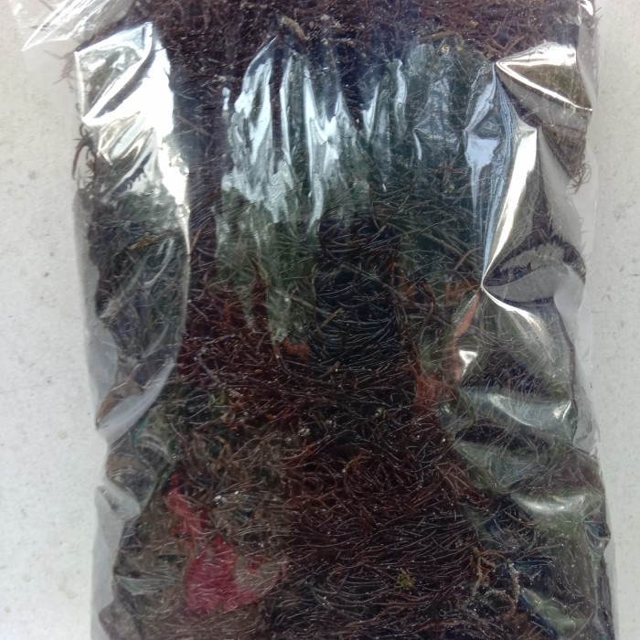 

terlaris rumput laut merah segar 1kg