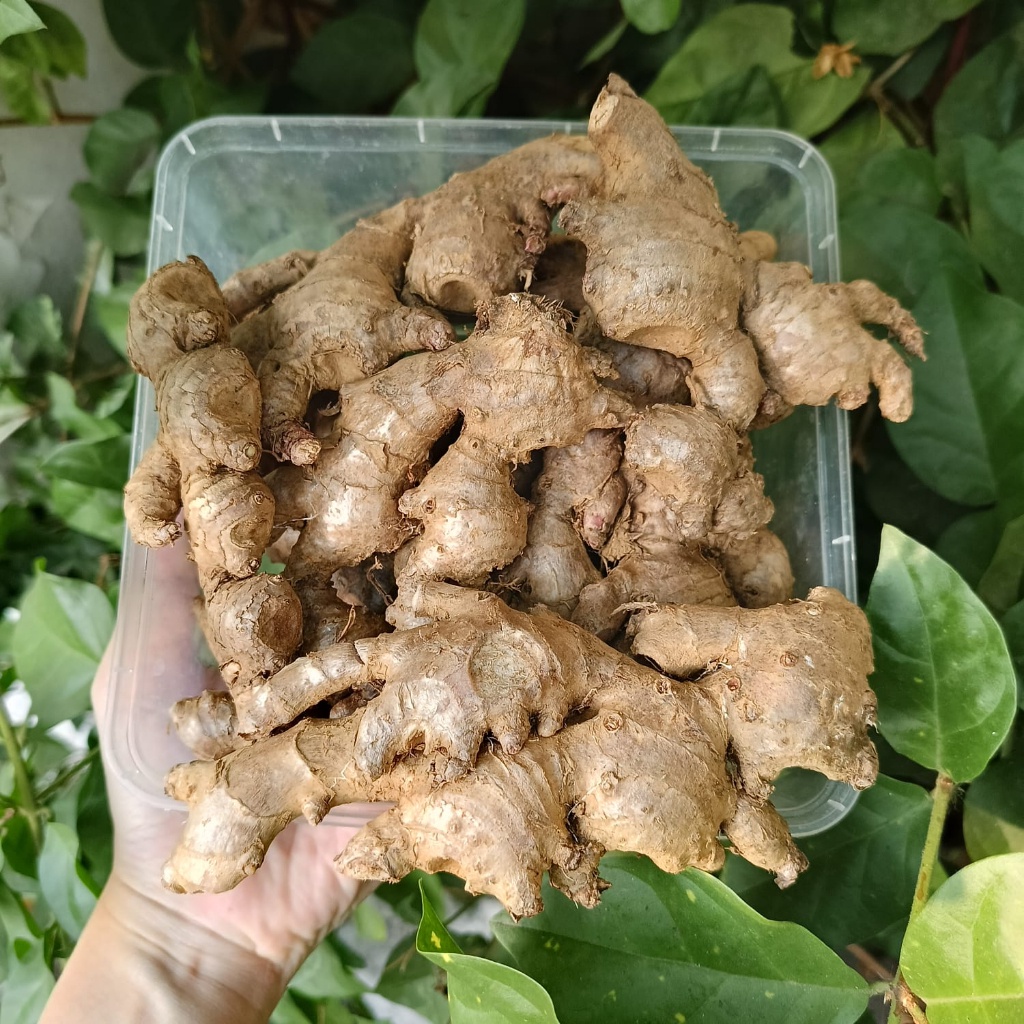 

Jahe merah segar 1 kg / jahe segar