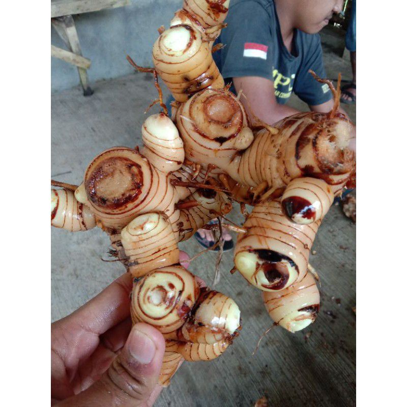 

TERBAIK LENGKUAS 200 GRAM PELENGKAP BAHAN MASAKAN DAN SEBAGAI AROMA YK ENAK cod r.