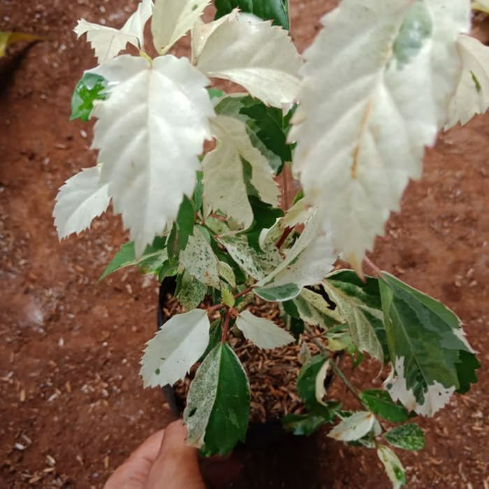 Tanaman Bunga Sepatu Variegata⠀⠀  MURAH!!!