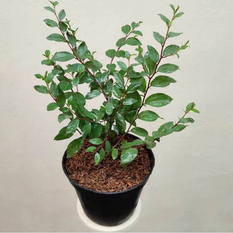 Tanaman Bidara Pohon Bidara Herbal Bidara