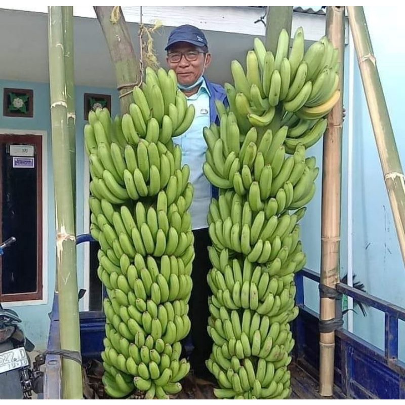 Hemat - Bibit Pisang MulyoI Dampit |Cavendish Fhia17 Kultur Jaringan