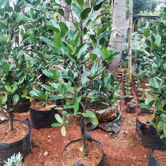 >Pohon Fuguki Garcinia subelliptica - nangka Taiwan - tanaman pelindung