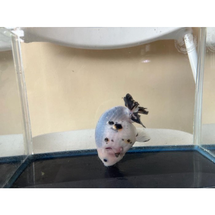 ikan koki / ranchu sapi / koki unik / rare item / koki organik