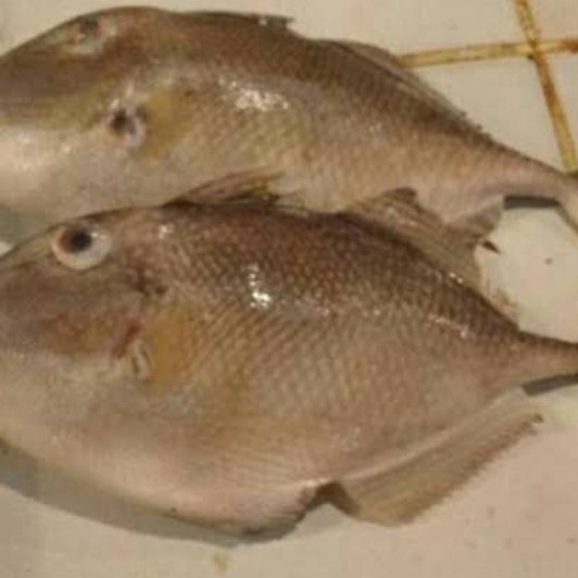 

Ikan Ayam Ayam Segar 1kg spesialis bakar