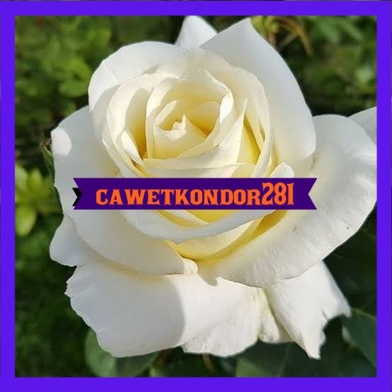 bibit bunga mawar putih