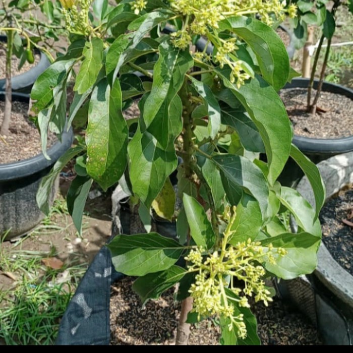 TANAMAN BUAH ALPUKAT BERBUNGA/ POHON ALPUKAT BERBUNGA