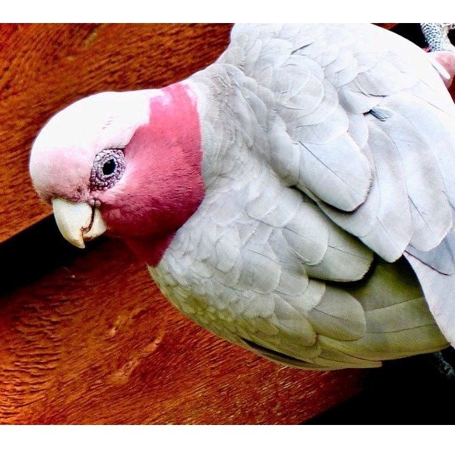 

telur burung Kaka tua galah fertil