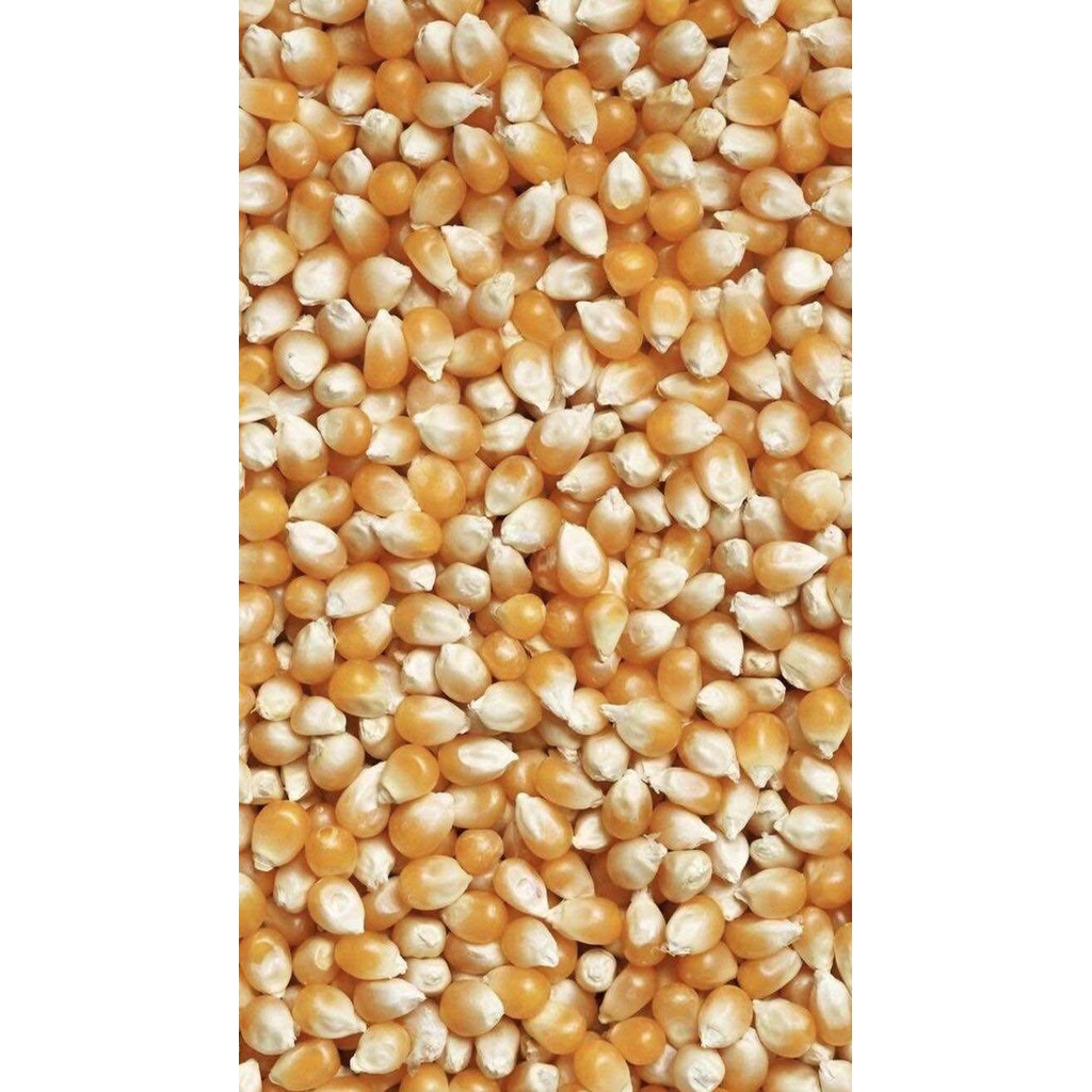 Kyoolaa [1Kg] Benih Jagung Siap Tanam Perkasa Sumo Nk212 P27 P21 P32 B18 Hibrida Semetal Ad