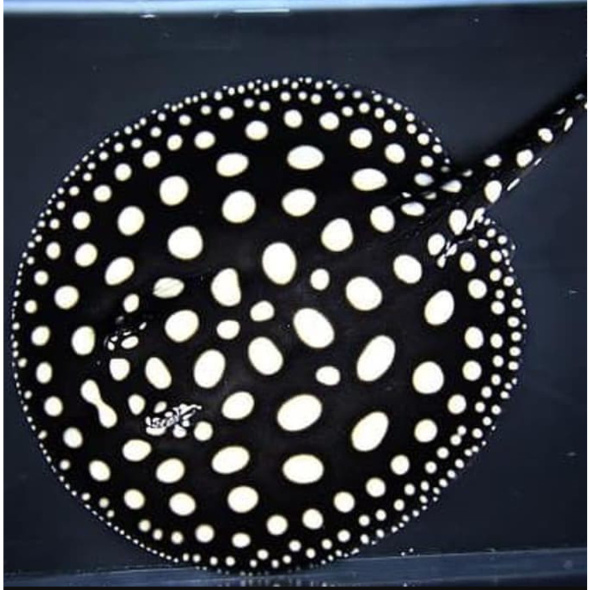 Ikan Pari Black Diamond Ikan Hias Aquarium Aquascape Per Ekor