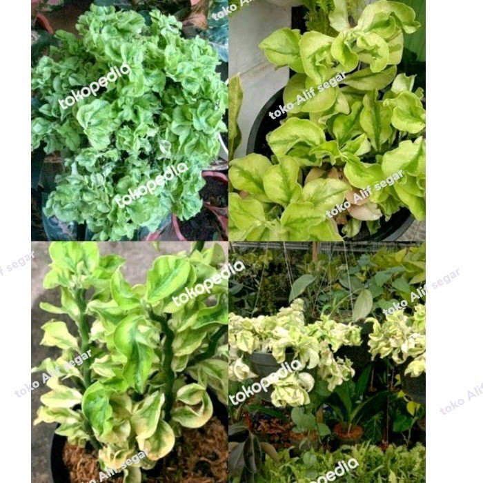 tanaman hias gantung hoya curly/patah tulang keriting