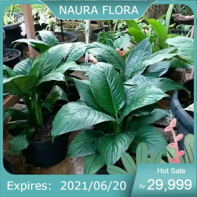 pohon sepatu peace lily giant tanaman indoor