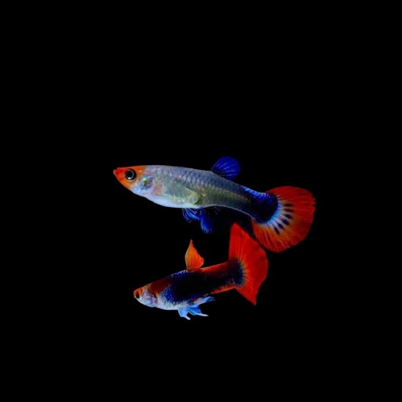 Pakan + Guppy Tuxedo koi