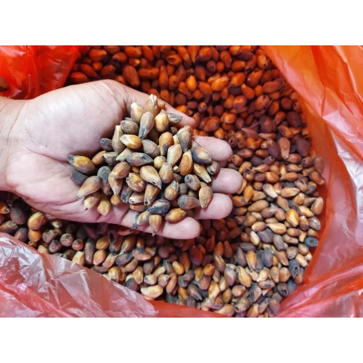 Biji Benih Tanaman Pohon Gmelina/benih bibit/benih biji