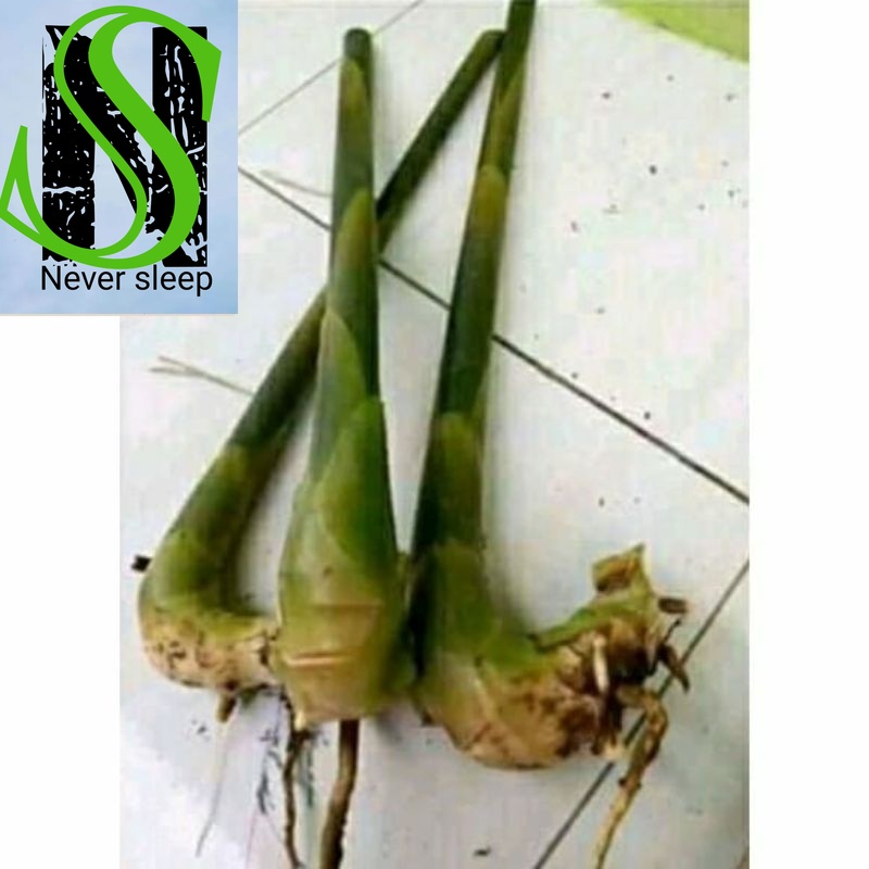 Bibit Kecombrang Bibit Honje merah Honje hijau Bibit Tanaman COD