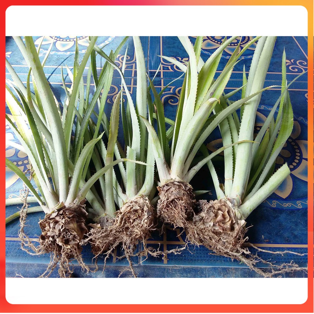 terlaris Bibit tanaman buah Nanas Madu Sudah Berakar berkualitas