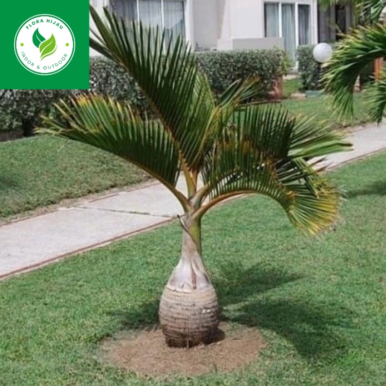 ( BISA COD ) PROMO Tanaman Hias Palem Botol 1'Meter / Tanaman Hidup Pohon Palm Botle / Tanaman Palem