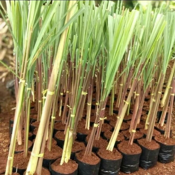 pohon bibit sereh wangi tanaman sereh wangi