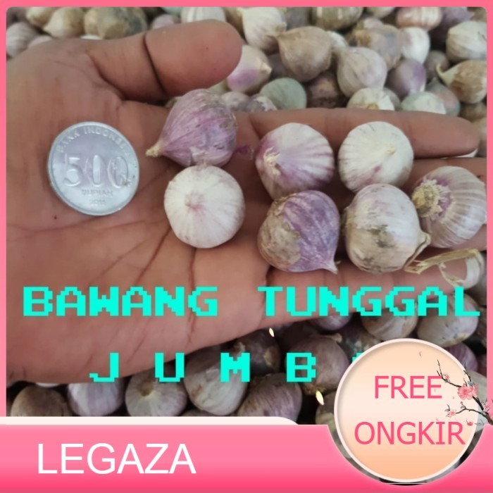 

BANG PUTIH TUNGGAL/BANG LANANG 1KG - Sedang - Legaza