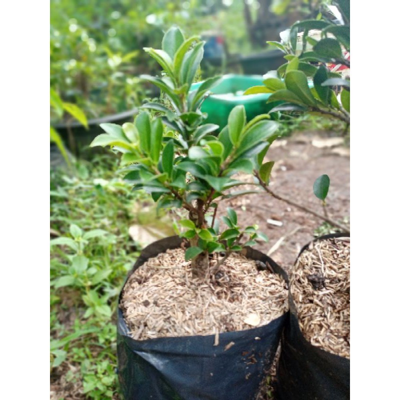 BONSAI BERINGIN ELEGAN