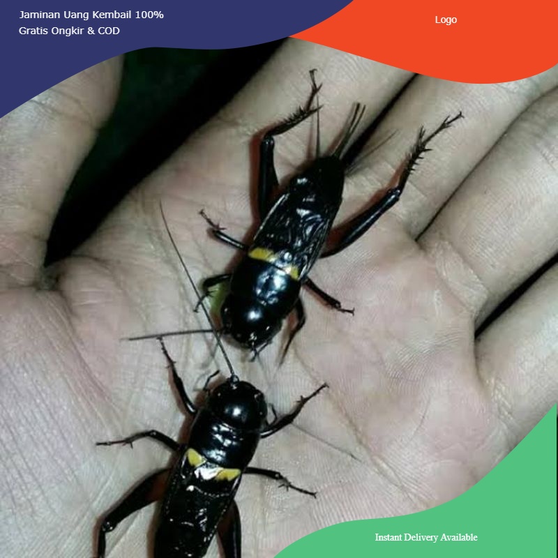 JANGKRIK ADUAN jangkrik kalung jangkrik master jangkrik alam