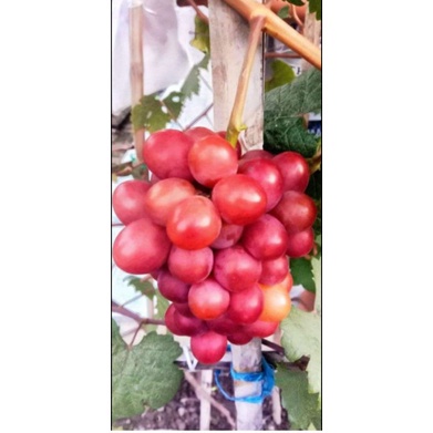 Bibit Tanaman Buah Anggur merah super jumbo manis bisa berbuah dapat ditanam di dalam pot
